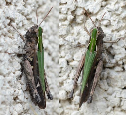 Réf. 241 656 : Omocestus rufipes